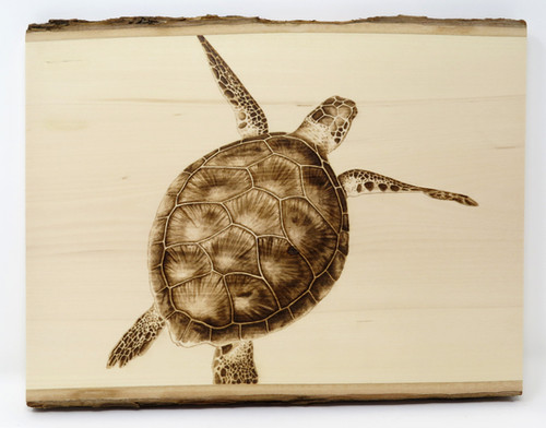 Advanced Video Tutorial: Sea Turtle | WB University