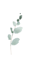 Eucalyptus5.png