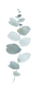Eucalyptus3.png