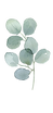 Eucalyptus2.png
