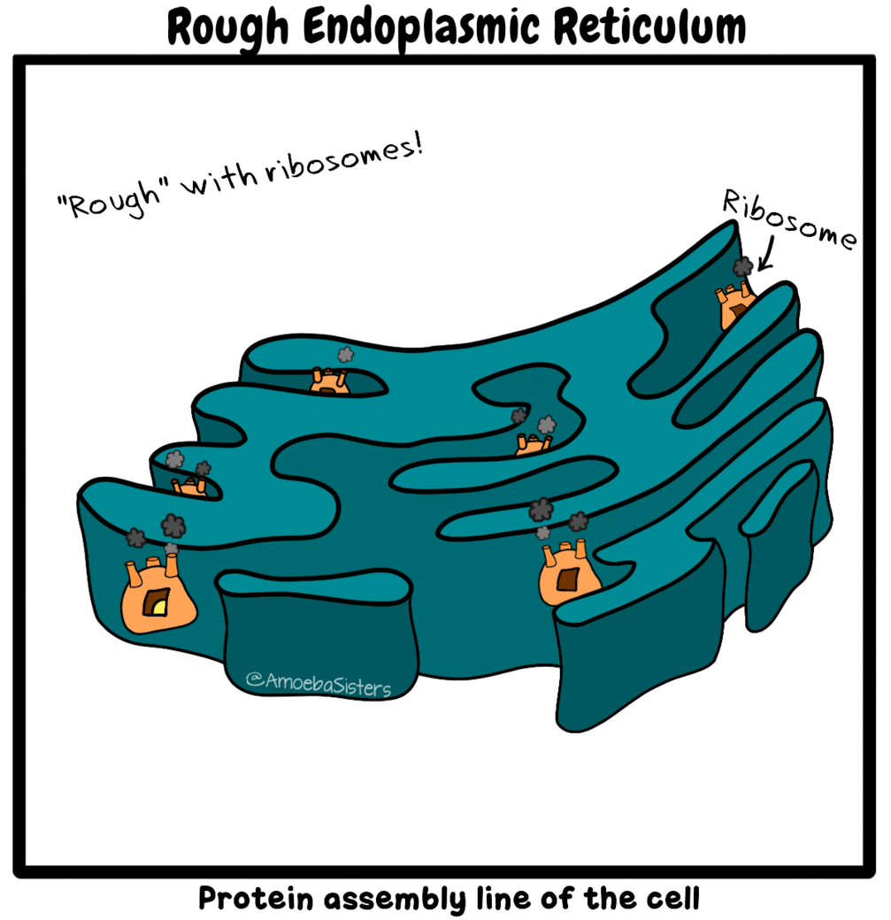 The Amoeba Sisters A Gif Made By The Amoeba Sisters D vrogue.co