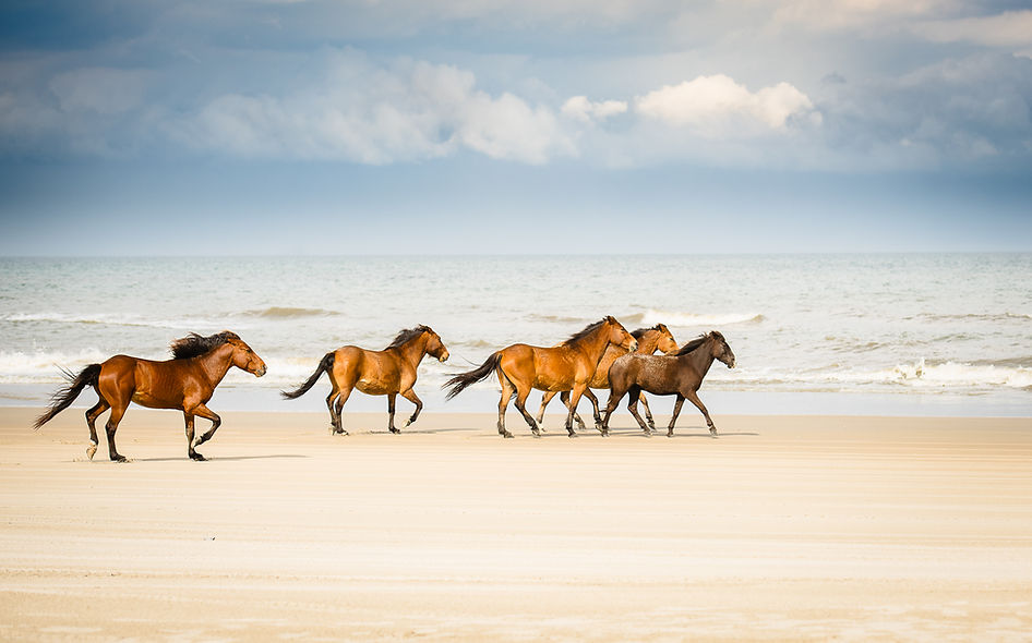Wild Horses