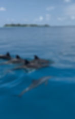 Dolphin trip