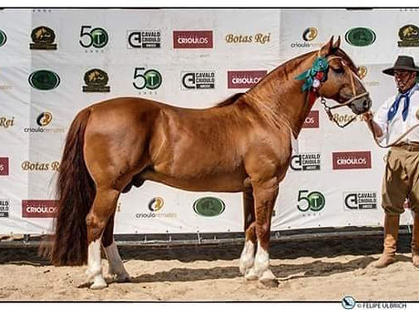 12924441_1142883485722308_1755822917912190482_n (2).jpg