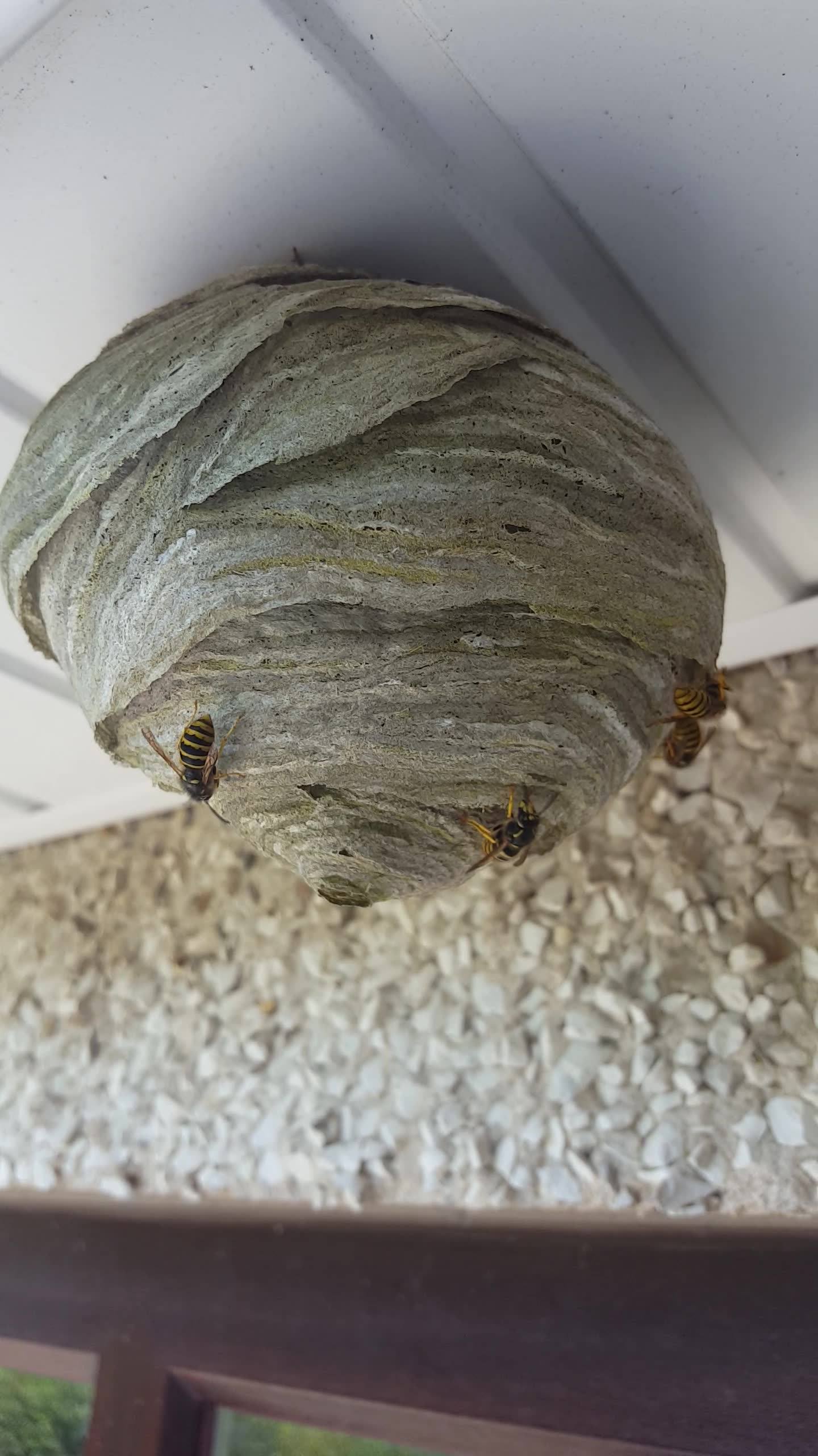 Wasp nest removal
Same day service
Pm or call 07759068929
Like and share plz