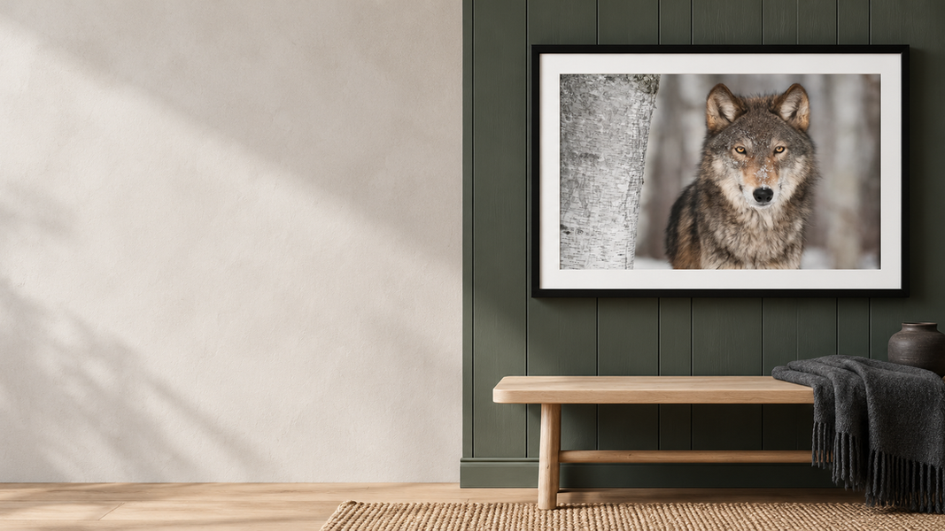 Quadro con ritratto di lupo appeso in un interno moderno.