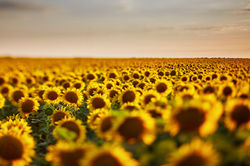 shutterstock_1780632272