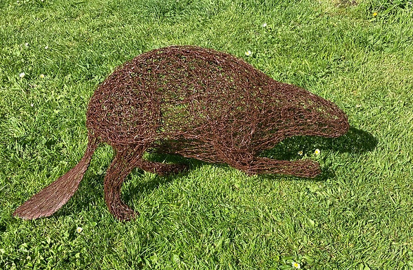 Inquisitive Beaver
