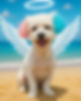 angel dog_edited.jpg