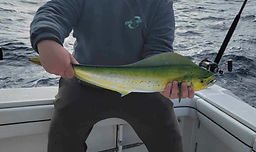 Mahi Mahi