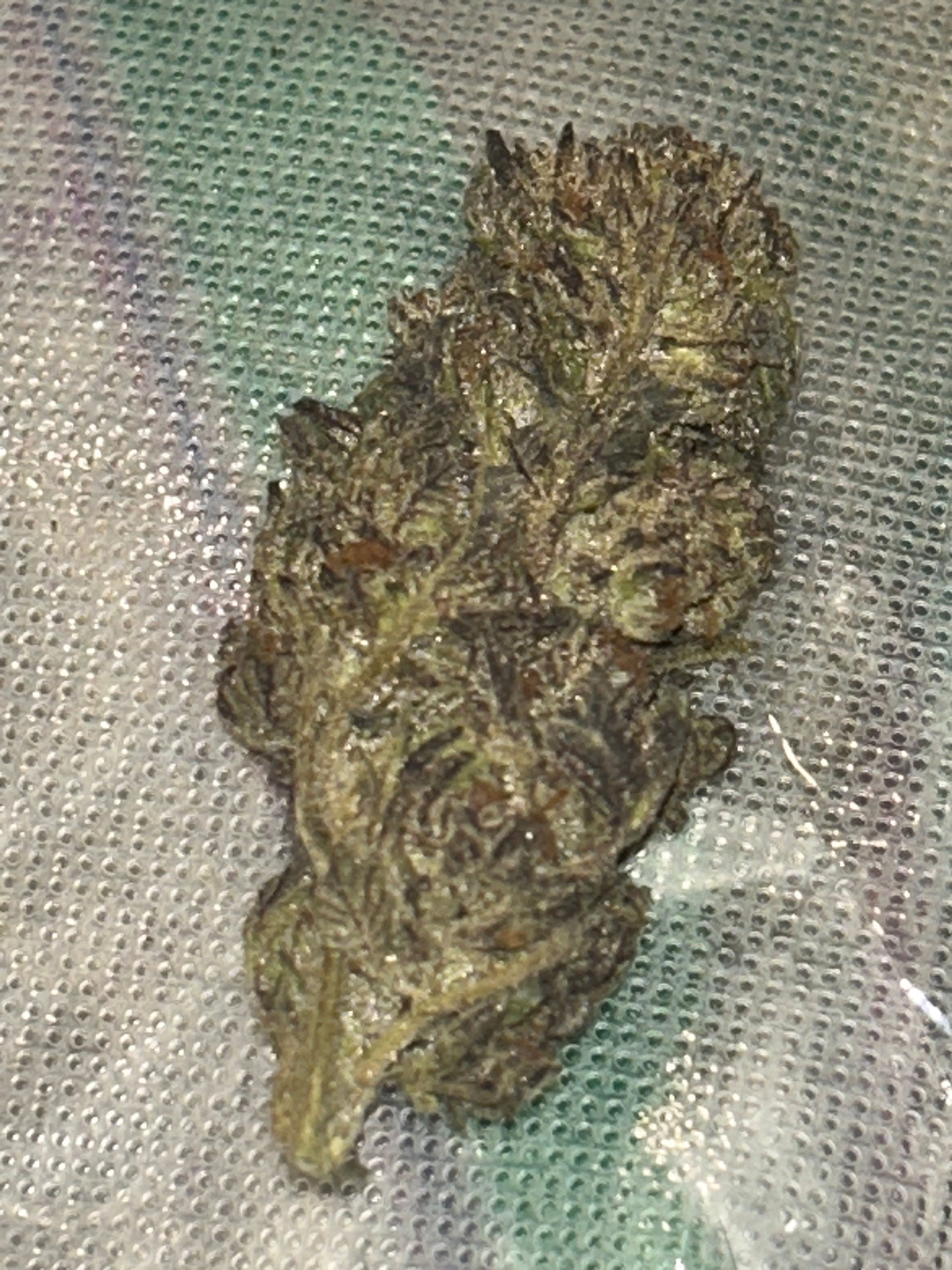 Purple OG