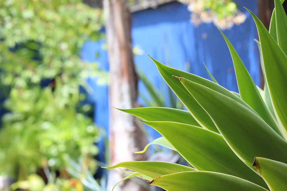 HEALDSBURG LANDSCAPE DESIGN