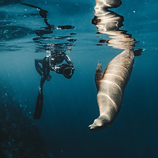 Underwater Presets