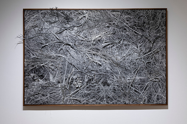 Tangle Sarah Ciurysek Photo Credit Daisy Wu.jpg