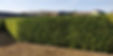 130251510_2833317323615246_1429654127399