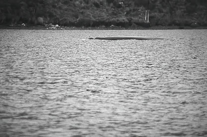 campbell Island Whales