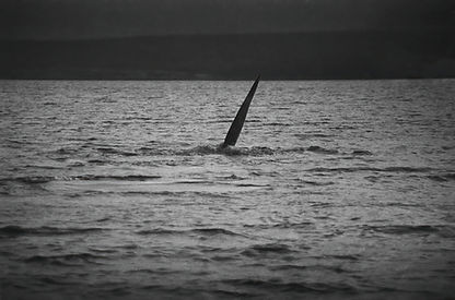 campbell Island Whales