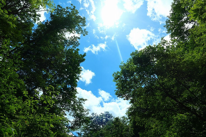 ree