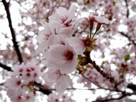 うらたん&キャンプ