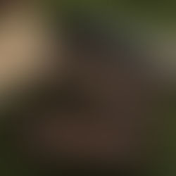 淡水パールとチェーンの羽織紐・新作あります♪