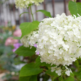 紫陽花のある風景