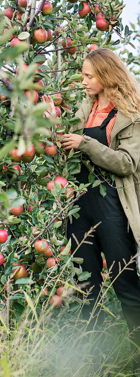 Girls Picking Apples
