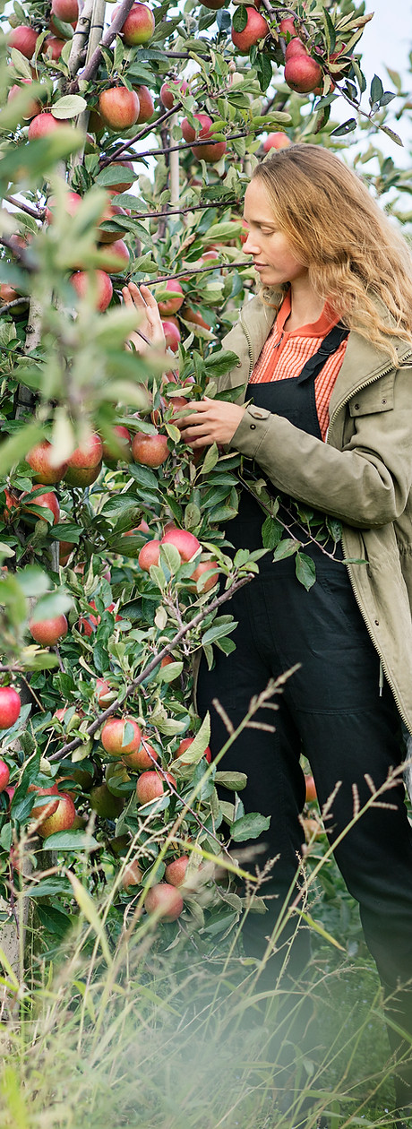 Girls Picking Apples