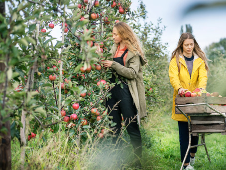 Apple picking