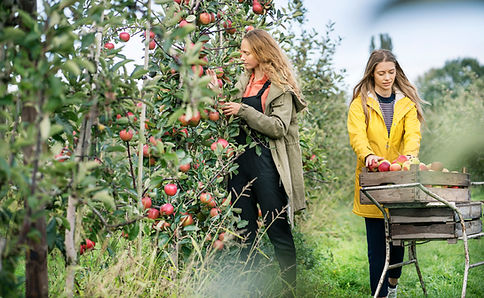 Apple orchard harvesting