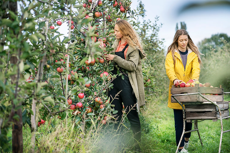 Girls Picking Apples