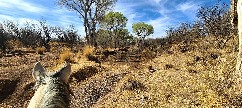 Cienega Creek, Empire Ranch, AZ - Las Cienegas NCA