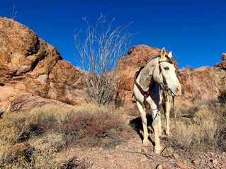 The Horse | Big Bend Ranch State Park, Texas