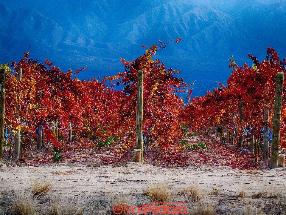 Viñedo