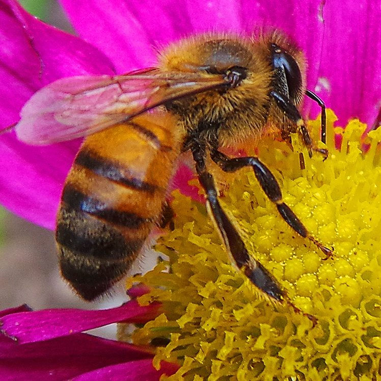 abeja en flor