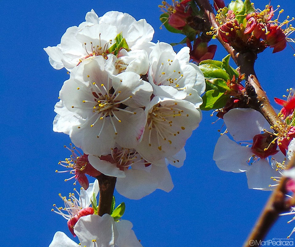 Flor del damasco
