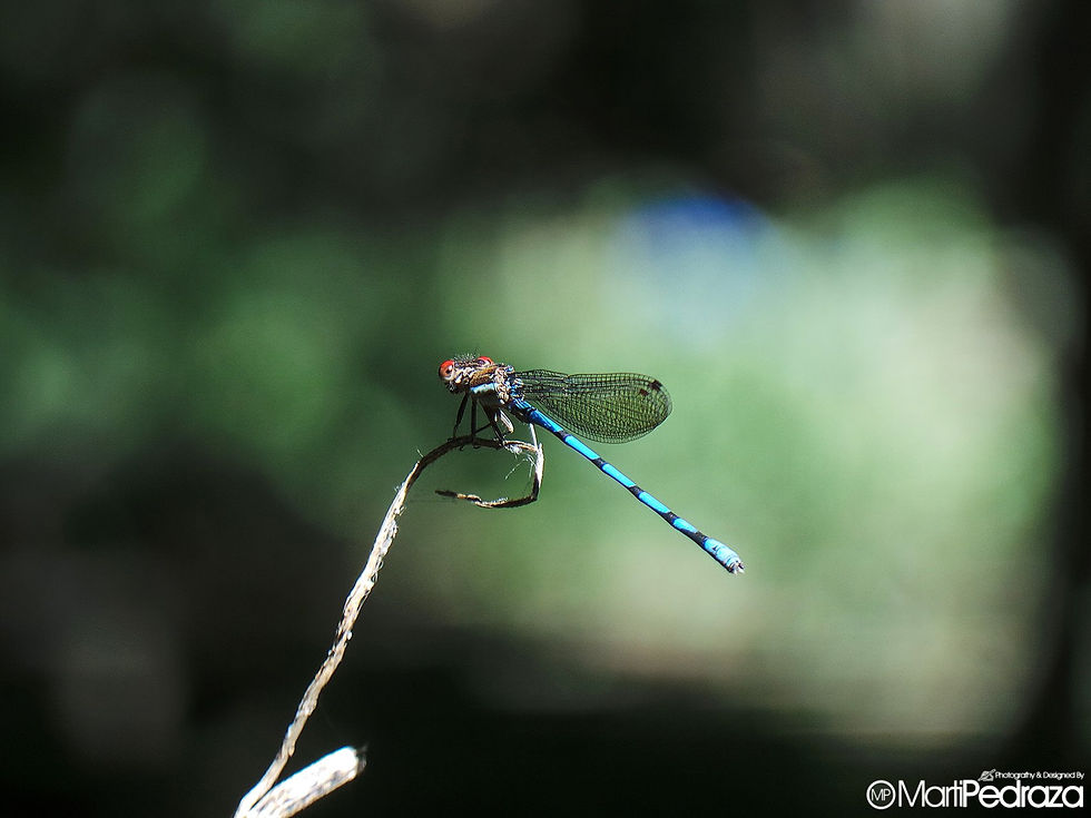 Libelula