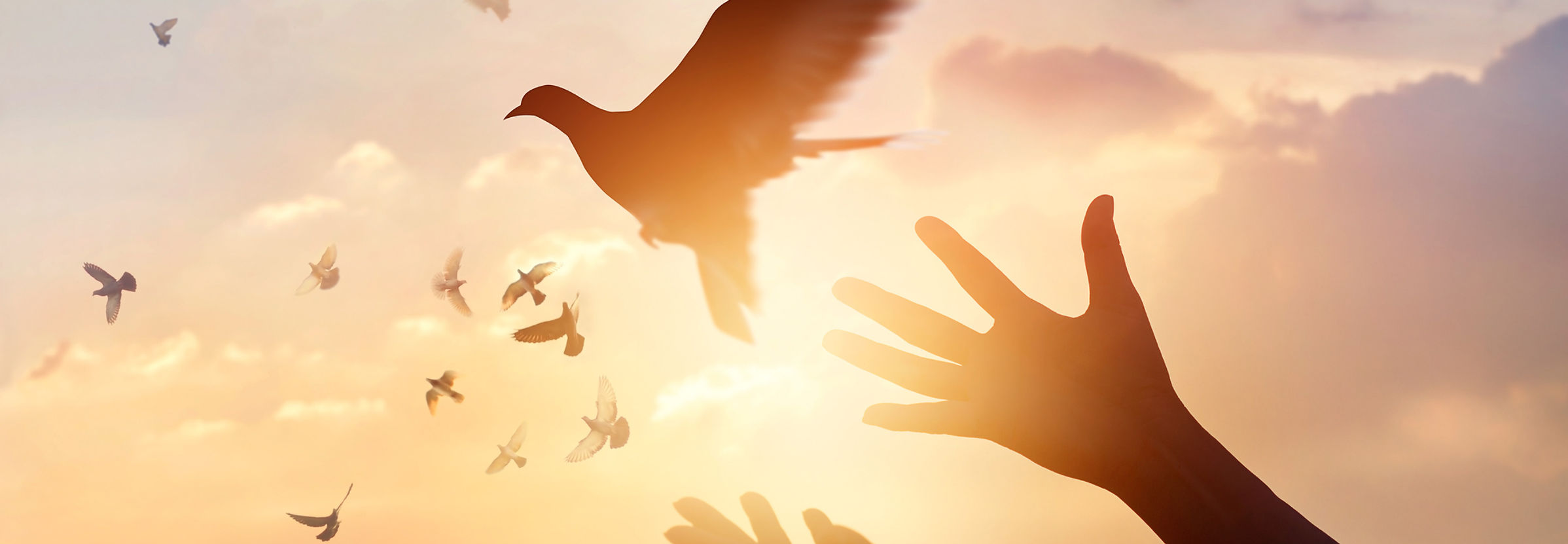 Woman praying and free bird enjoying nature on sunset background, hope concept _.jpg