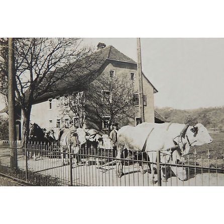 Felix Preiser mit Ochsen-/Pferdegespann