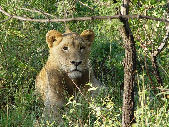 Regal Young Male Lion