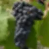 Petit verdot wereldwijd