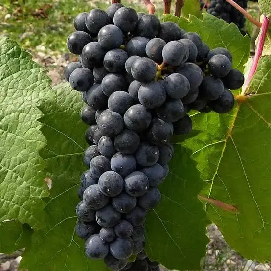 Petit verdot wereldwijd