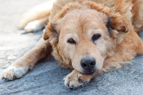 A fluffy, light brown dog lies on a gray textured surface, resting its head on its front paws