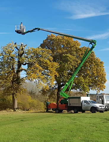 A cherry picker with a green arm lifts a worker to trim a tall tree in a grassy field