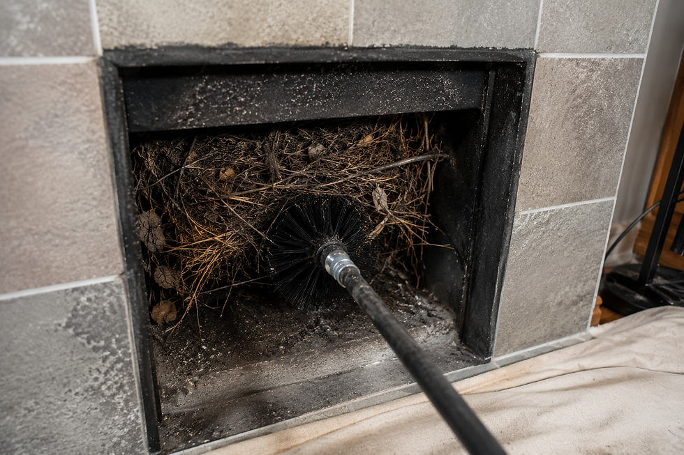 Black chimney brush removing a dense bird nest made of twigs and dried leaves from inside a tiled fireplace opening