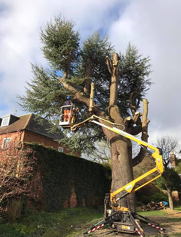 tree cutting service