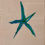 Thumbnail: Starfish from the Series #1
