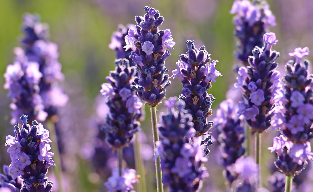 Lavender Ingredient Image 3.jpg