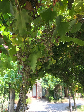 vinrankor under pergola
