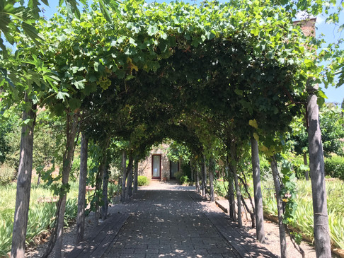 Pergola av vinrankor