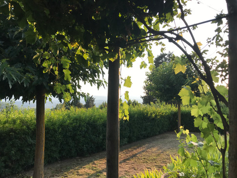 Vinrankor